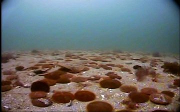 Flounder with sand dollars